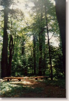 Nature's Sanctuary at Vedanta Centre