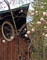 Magnolia Tree