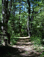 Path through the Woods